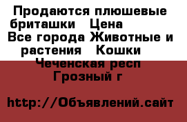 Продаются плюшевые бриташки › Цена ­ 2 500 - Все города Животные и растения » Кошки   . Чеченская респ.,Грозный г.